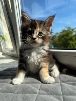 Maine Coon - kotka 1
