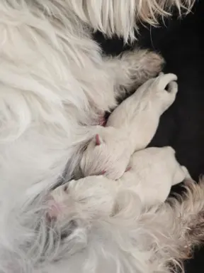 Szczeniaki West Highland White Terrier 3