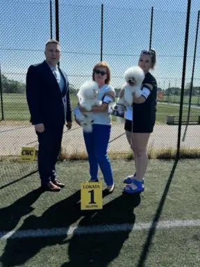 Bichon frise po MultiChampionie, 6