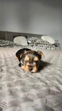 Miniaturka Yorkshire terrier 2