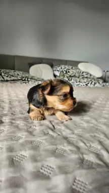 Miniaturka Yorkshire terrier 3