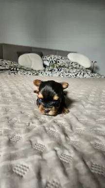 Miniaturka Yorkshire terrier 4