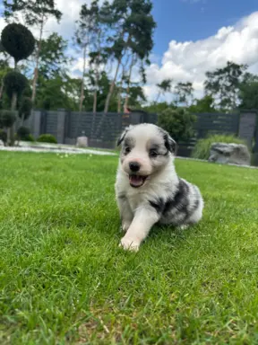 Border Collie szczeniaki FCI/ZKwP 1
