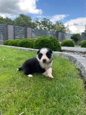 Border Collie szczeniaki FCI/ZKwP 2