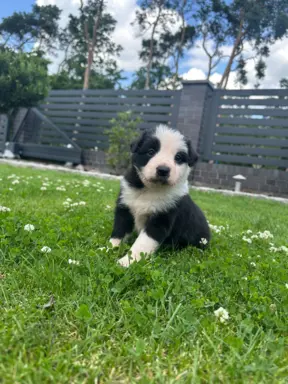 Border Collie szczeniaki FCI/ZKwP 4