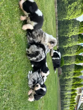 Border Collie szczeniaki FCI/ZKwP 8
