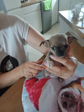 CHIHUAHA Krótkowłosa Niebieska 5
