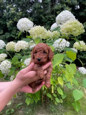 Pudel miniaturowy 2