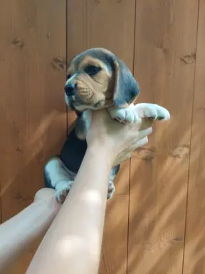 Szczeniaki beagle do rezerwacji 2