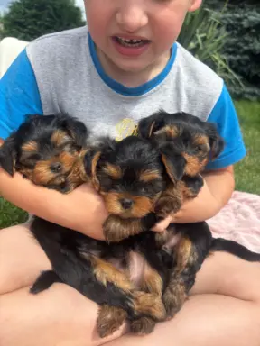 Szczeniaki yorki terrierki 2