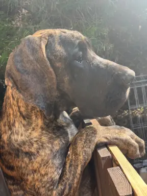 Dog niemiecki szczenięta 6