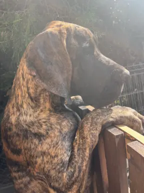 Dog niemiecki szczenięta 1