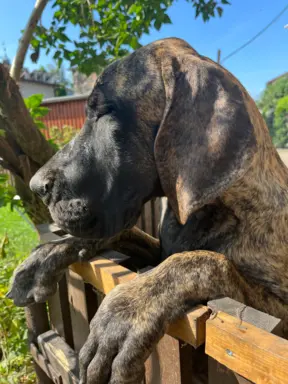 Dog niemiecki szczenięta 8