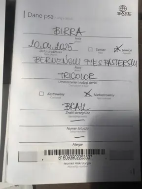 Szczenię Berneński Pies Pasterski Suczka BIRRA 3
