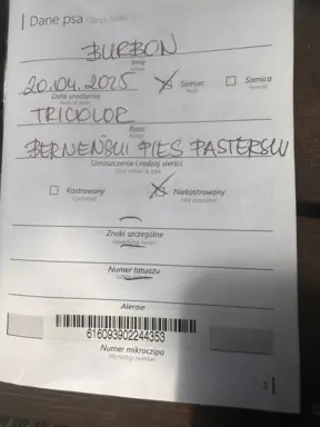 Szczenię Berneński Pies Pasterski Samiec BURBON 4