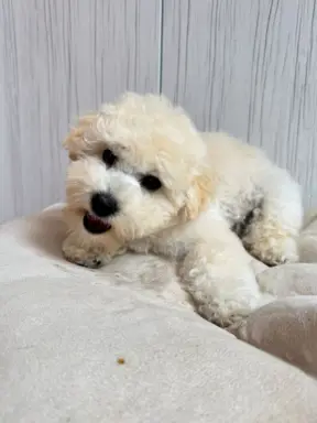 Bichon frise FCI ostatni piesek. 3