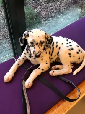 Dalmatyńczyk Szczeniak OKAZJA !!! 1