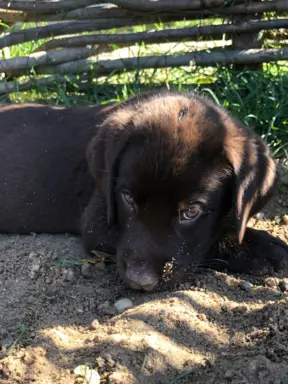 Szczenięta Czekoladowe 2