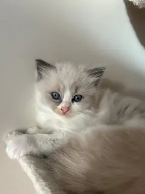 Ragdoll kotka Gaja 1