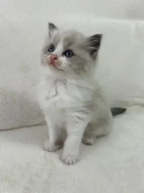 Ragdoll kotka Gaja 2