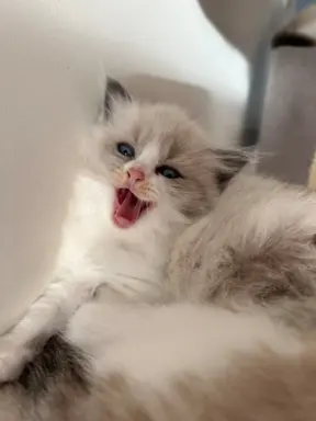 Ragdoll kotka Gaja 5