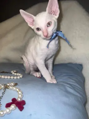 Cornish rex cudowny boy wyjątkowe oczy 3