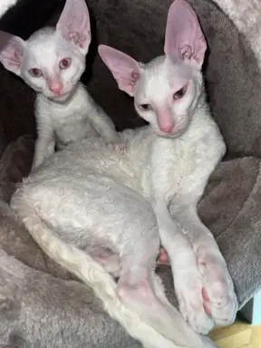 Cornish rex cudowny boy wyjątkowe oczy 5