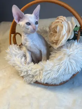 Cudowna kotka cornish rex błyskotka 3