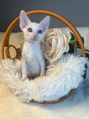 Cudowna kotka cornish rex błyskotka 1