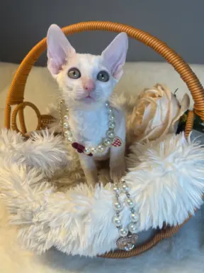 Cudowna kotka cornish rex błyskotka 4