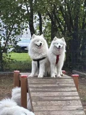 Szczenię Samoyed 4