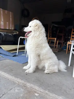 Szczenię Samoyed 1