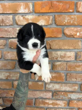 Border Collie szczeniaki 2