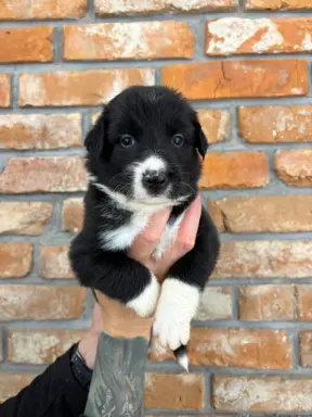 Border Collie szczeniaki 3