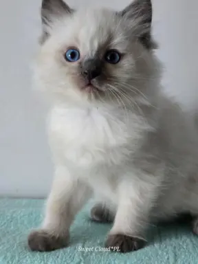 Urocze kocięta po utytułowanych rodzicach 4