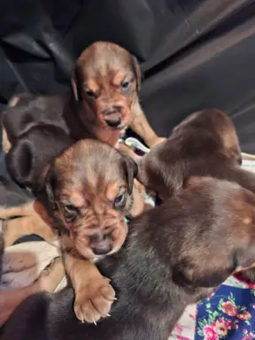 Szczenięta Ogar Polski 4