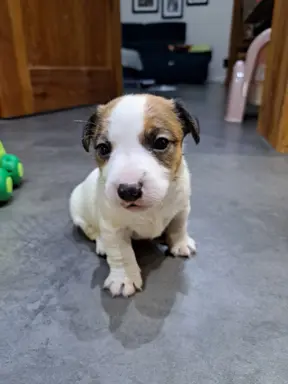 Szukamy kochających domów 2