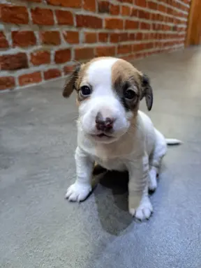 Szukamy kochających domów 3