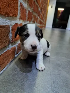 Szukamy kochających domów 4