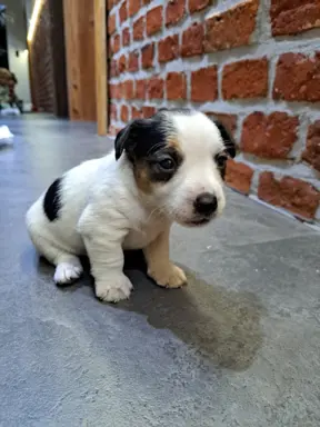 Szukamy kochających domów 5