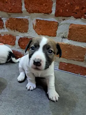 Szukamy kochających domów 6