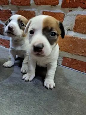 Szukamy kochających domów 1