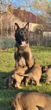 Owczarek Belgijski Malinois 8