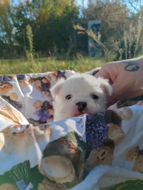 Puchata suczka chihuahua 1