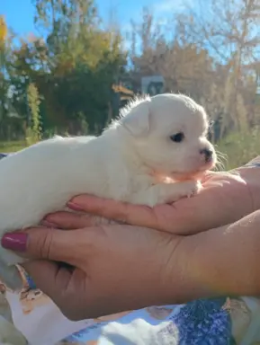 Puchata suczka chihuahua 2