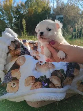 Puchata suczka chihuahua 3