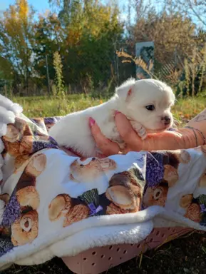 Puchata suczka chihuahua 4