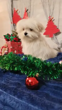 Chłopczyk Maltańczyk ZkwP fci 1