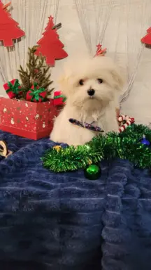 Chłopczyk Maltańczyk ZkwP fci 2