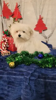 Chłopczyk Maltańczyk ZkwP fci 5